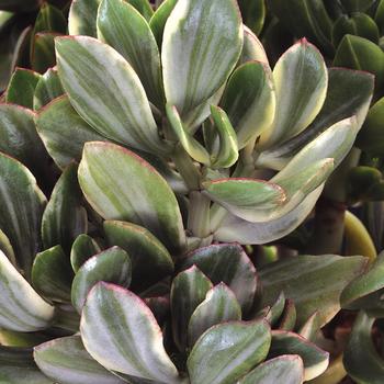 CRASSULA ovata 'Variegata' - Variegated Jade