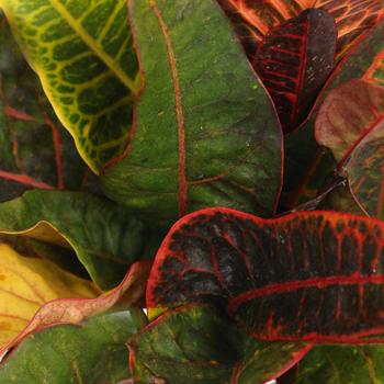 Codiaeum variegatum - Croton 'Multiple Varieties'