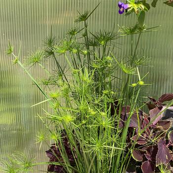 Cyperus papyrus - 'Cleopatra' Papyrus