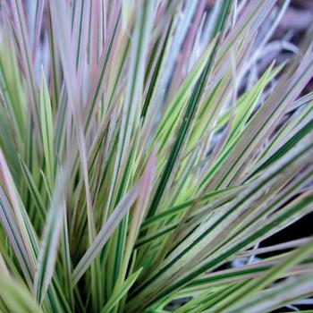Deschampsia caespitosa - Hair Grass 'Northern Lights'
