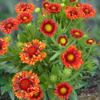 Gaillardia - Blanket Flower 'Realflor Fanfare Blaze'