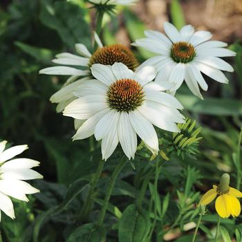 Echinacea purpurea - Coneflower 'PowWow White'