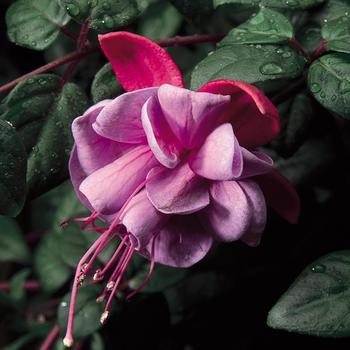 Fuchsia magellanica - Fuchsia 'Blue Eyes'