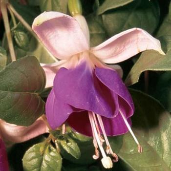 Fuchsia - Fuchsia 'Lena'
