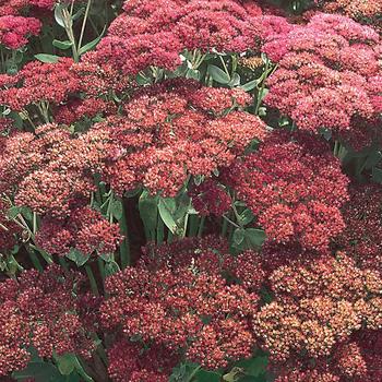 Sedum spectabile - Stonecrop 'Autumn Joy'