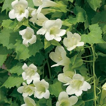 Lophospermum scandens - Lofos 'White'
