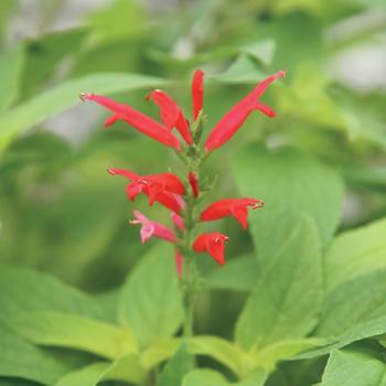Salvia elegans - Sage 'Pineapple'