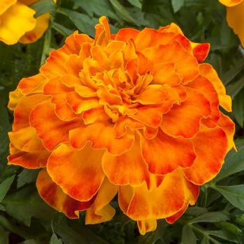 Tagetes triploid - Marigold 'Endurance Sunset Gold'