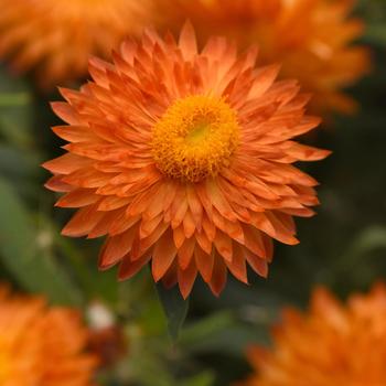 Bracteantha bracteata - Strawflower 'Mohave Apricot'