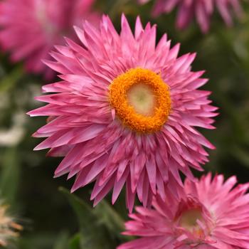Bracteantha bracteata - Strawflower 'Mohave Pink'