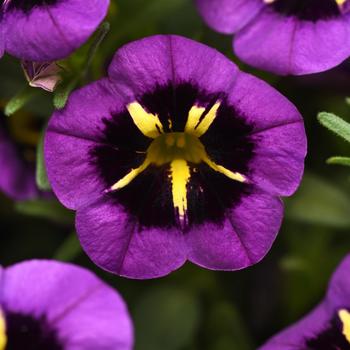 Calibrachoa (Million Bells) - Calibrachoa 'Cabaret Midnight Kiss'