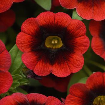 Calibrachoa (Million Bells) - Calibrachoa 'Cha-Cha Red Kiss'