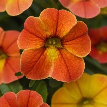 Calibrachoa hybrid (Million Bells) - Calibrachoa 'Chameleon Indian Summer'