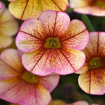 Calibrachoa (Million Bells) - Calibrachoa 'MiniFamous Uno Orange Red Vein'