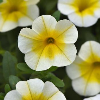 Calibrachoa (Million Bells) - Calibrachoa 'MiniFamous Uno White Gold'