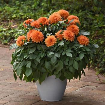 Dahlia hybrida - Dahlia 'Dalaya Apricot'