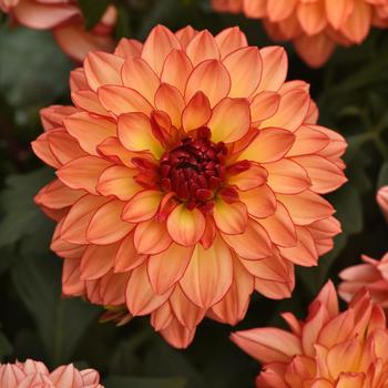Dahlia hybrida - Dahlia 'Venti Tequila Sunrise'