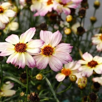 Coreopsis - Tickseed 'Nova Jewel'