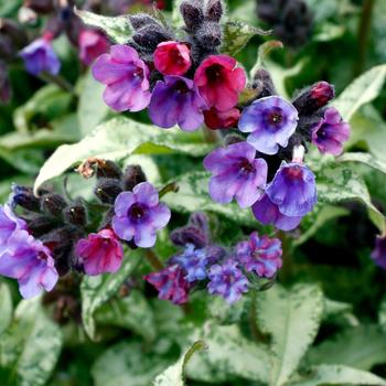 Pulmonaria - Lungwort 'Silver Scimitar'