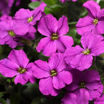 Aubrieta - Rock Cress 'Axcent Series'