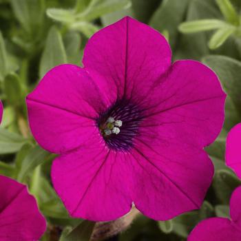 Petunia hybrid - Petunia 'Sunpassion Purple'