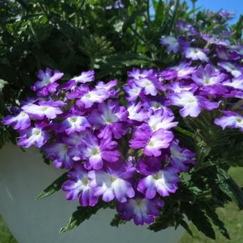 Verbena - Verbena 'Sweet Dreams Blue Eclipse'