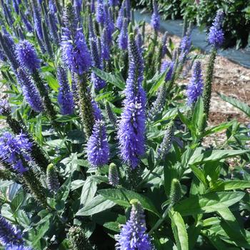 Veronica longifolia - Speedwell 'Skyward Blue'