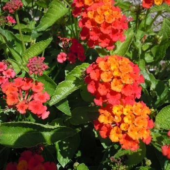 Lantana camara - Lantana 'Scentimental Red' 
