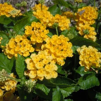Lantana camara - Lantana 'Scentimental Lemon'