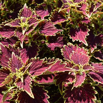 Solenostemon - Coleus 'Main Street Bourbon Street'