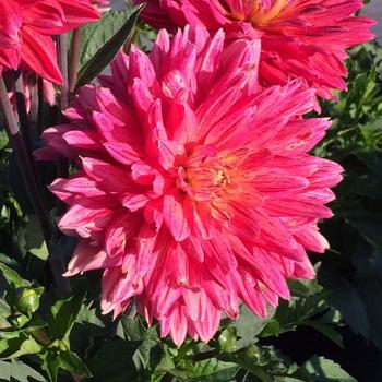Dahlia 'Painter Series' - Painter™ Romantic France