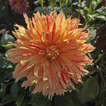 Dahlia 'Sunfire' PP30032 (Dahlia) - Painter™ Sunfire