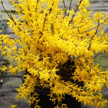 Forsythia x intermedia - Forsythia 'Show Off'