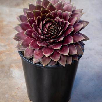 Sempervivum - Hens and Chicks 'Lavender Ice'
