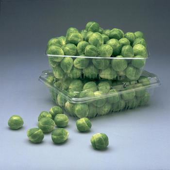Brassica oleracea - Brussel Sprouts 'Jade Cross' 