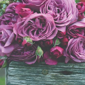 Rosa - Rose 'Cosmic Clouds'