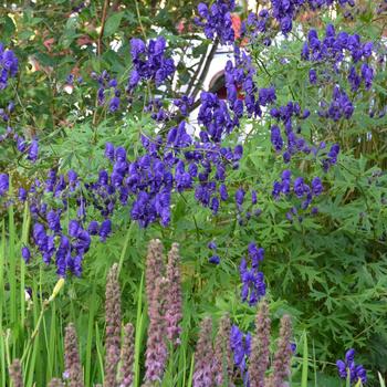 Aconitum napellus - Monkshood