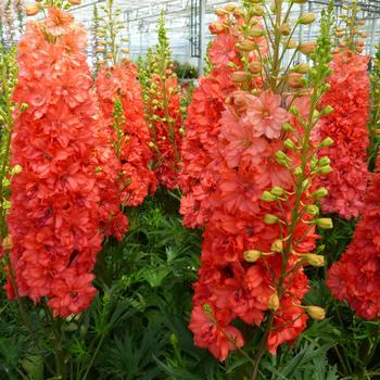 Delphinium - Delphinium 'Red Lark'