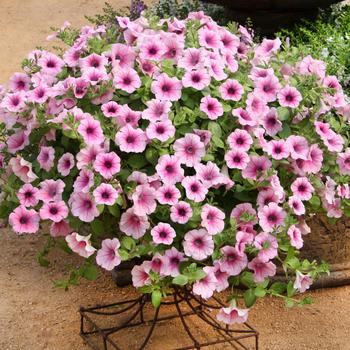 Petunia - Petunia 'Surfinia Pink Veined'