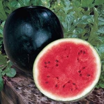 Citrullus lanatus 'Sugar Baby' (Watermelon) - Sugar Baby Watermelon