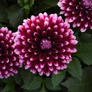 Dahlia hybrida - Dahlia 'Dalaya Purple+White'