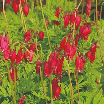 Dicentra formosa - Bleeding Heart 'Bacchanal' 
