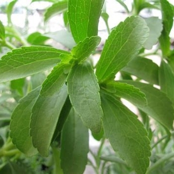 Stevia rebaudiana - Stevia