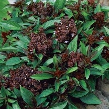 Ocimum basilicum 'Siam Queen' - Basil