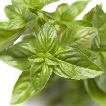 Ocimum basilicum - Basil