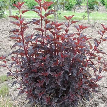 Physocarpus opulifolius - Ninebark 'Summer Wine'