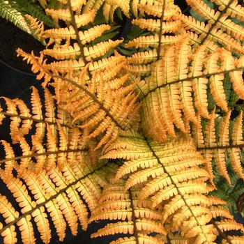 Dryopteris wallichiana - Fern 'Jurassic Gold' 