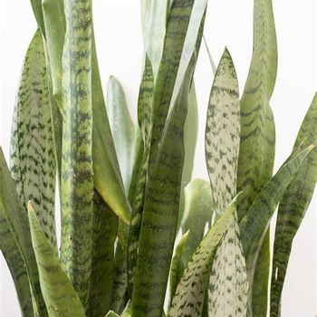Sansevieria sayuri - Snake Plant 'Silver Siam' 