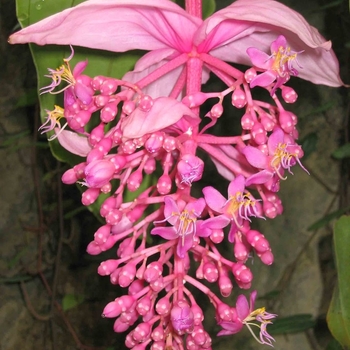 Medinilla magnifica (Malaysian Orchid) - Malaysian Orchid