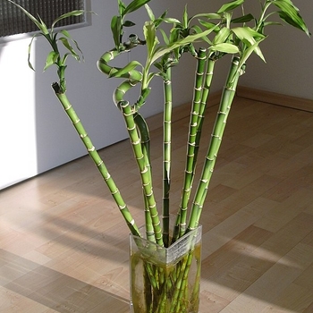 Dracaena sanderiana (Ribbon Plant) - Curly Bamboo